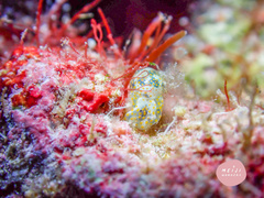 Lamprohaminoea ovalis