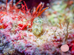 Lamprohaminoea ovalis