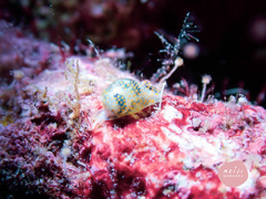 Lamprohaminoea ovalis