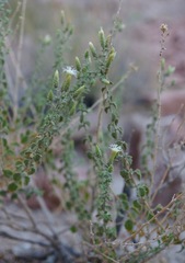 Brickellia microphylla microphylla