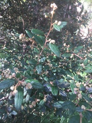 Pomaderris prunifolia