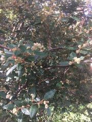 Pomaderris prunifolia