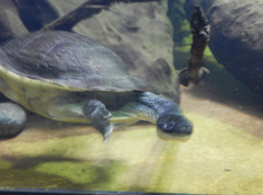 Chelodina reimanni