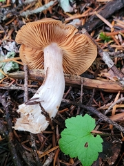 Cortinarius obtusus