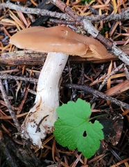 Cortinarius obtusus