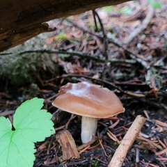 Cortinarius obtusus