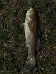 Oxyeleotris marmorata