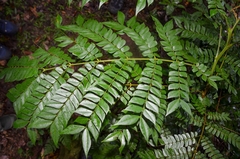 Archidendron clypearia