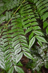 Archidendron clypearia