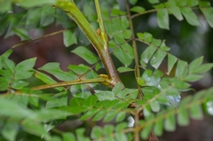 Archidendron clypearia