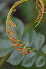 Archidendron clypearia