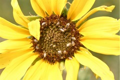 Acanthoscelides pallidipennis