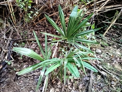 Trachycarpus fortunei