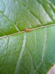 Ctenarytaina fuchsiae