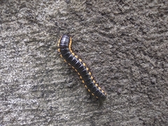 Asiomorpha coarctata