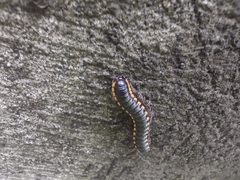 Asiomorpha coarctata