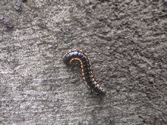 Asiomorpha coarctata
