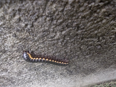 Asiomorpha coarctata