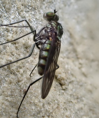 Liancalus virens