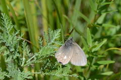 Coenonympha mahometana