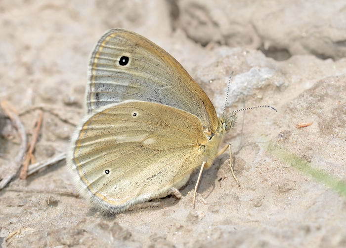 Coenonympha mongolica