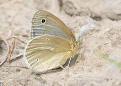 Coenonympha mongolica