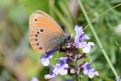 Coenonympha nolckeni