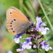 Coenonympha nolckeni - Photo (c) Pavel Gorbunov, some rights reserved (CC BY-NC), uploaded by Pavel Gorbunov