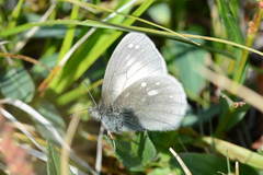Coenonympha sunbecca