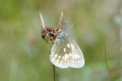 Coenonympha sunbecca