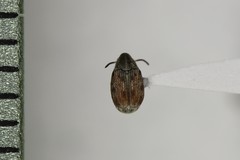 Acanthoscelides pallidipennis