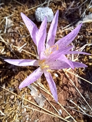 Colchicum sfikasianum