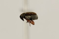 Acanthoscelides pallidipennis