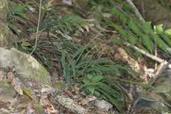 Blechnum patersonii