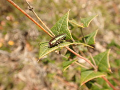Melobasis propinqua