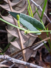 Gompholobium ovatum