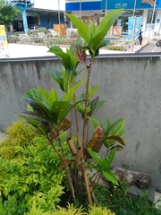 Codiaeum variegatum pictum