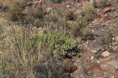 Asparagus mucronatus