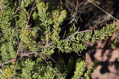 Asparagus mucronatus