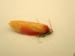 Wingia hesperidella