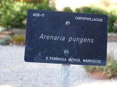 Arenaria pungens