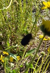 Copestylum violaceum