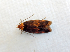 Mimobrachyoma maculifera