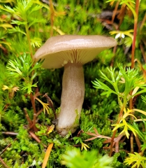 Lactarius pseudomucidus
