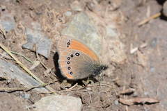 Coenonympha nolckeni
