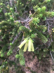 Erica brachialis