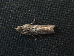 Sciota melanostyla