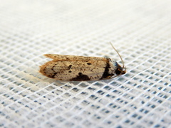 Philobota transversella