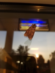 Lithophane furcifera