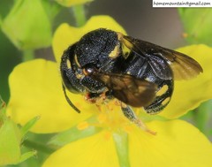 Anthidiellum boreale